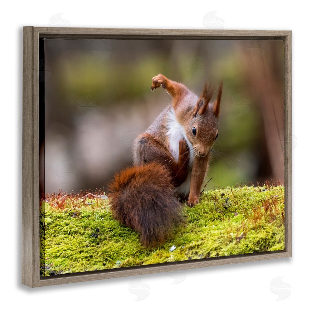 Johnny Kaapa Squirrel on Mossy Log Brown Floating Frame Canvas Wall Art Print