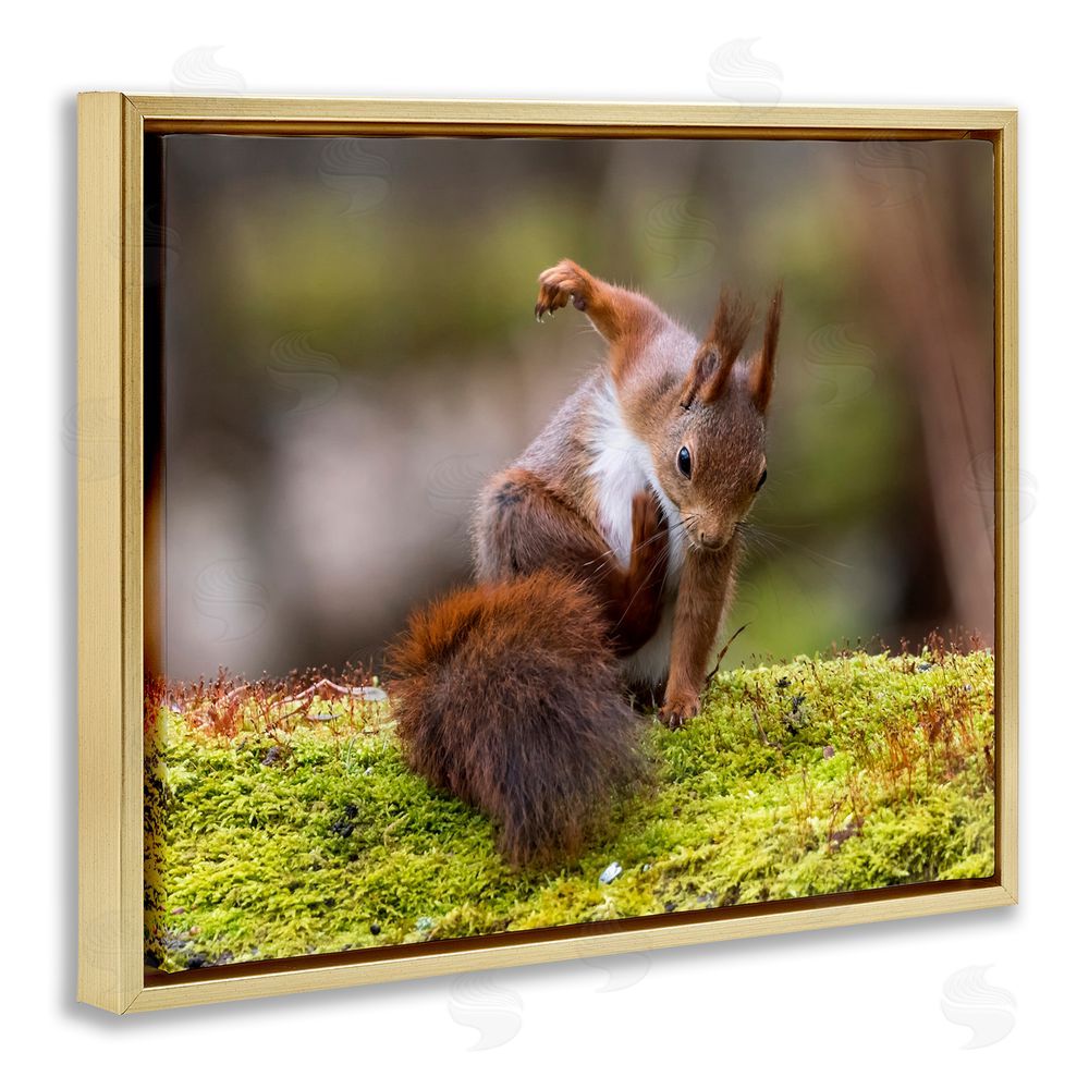 Johnny Kaapa Squirrel on Mossy Log Gold Floating Frame Canvas Wall Art Print