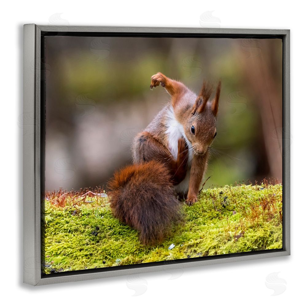 Johnny Kaapa Squirrel on Mossy Log Grey Floating Frame Canvas Wall Art Print