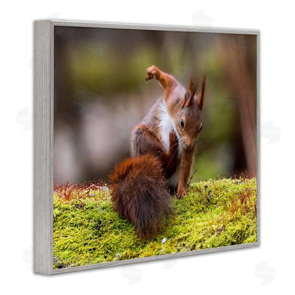 Johnny Kaapa Squirrel on Mossy Log Gray Framed Giclee Wall Art Print
