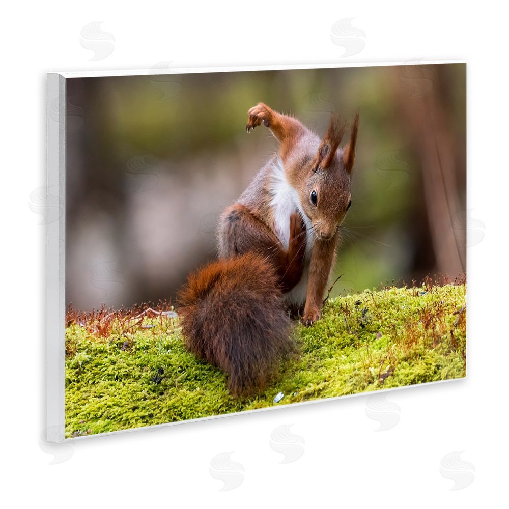 Johnny Kaapa Squirrel on Mossy Log Wall Plaque Art Print