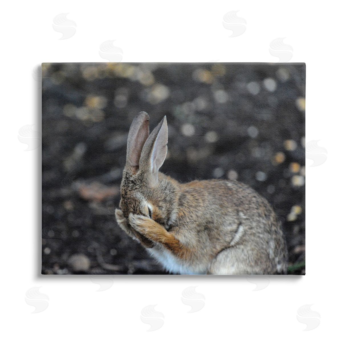 Daniel Friend Embarrassed Rabbit Photograph Stretched Canvas Wall Art Print