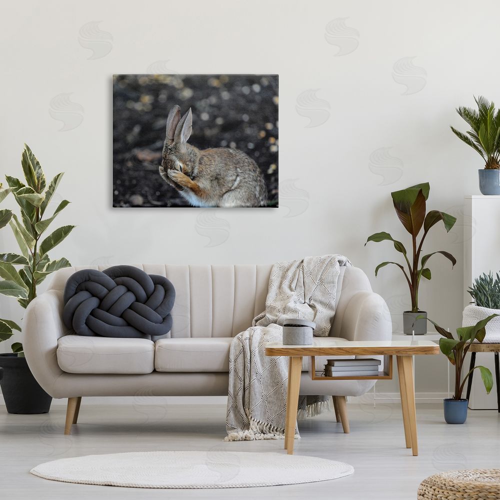 Daniel Friend Embarrassed Rabbit Photograph Canvas Wall Art Print in Room