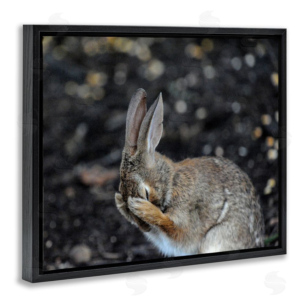 Daniel Friend Embarrassed Rabbit Photograph Black Floating Frame Canvas Wall Art Print