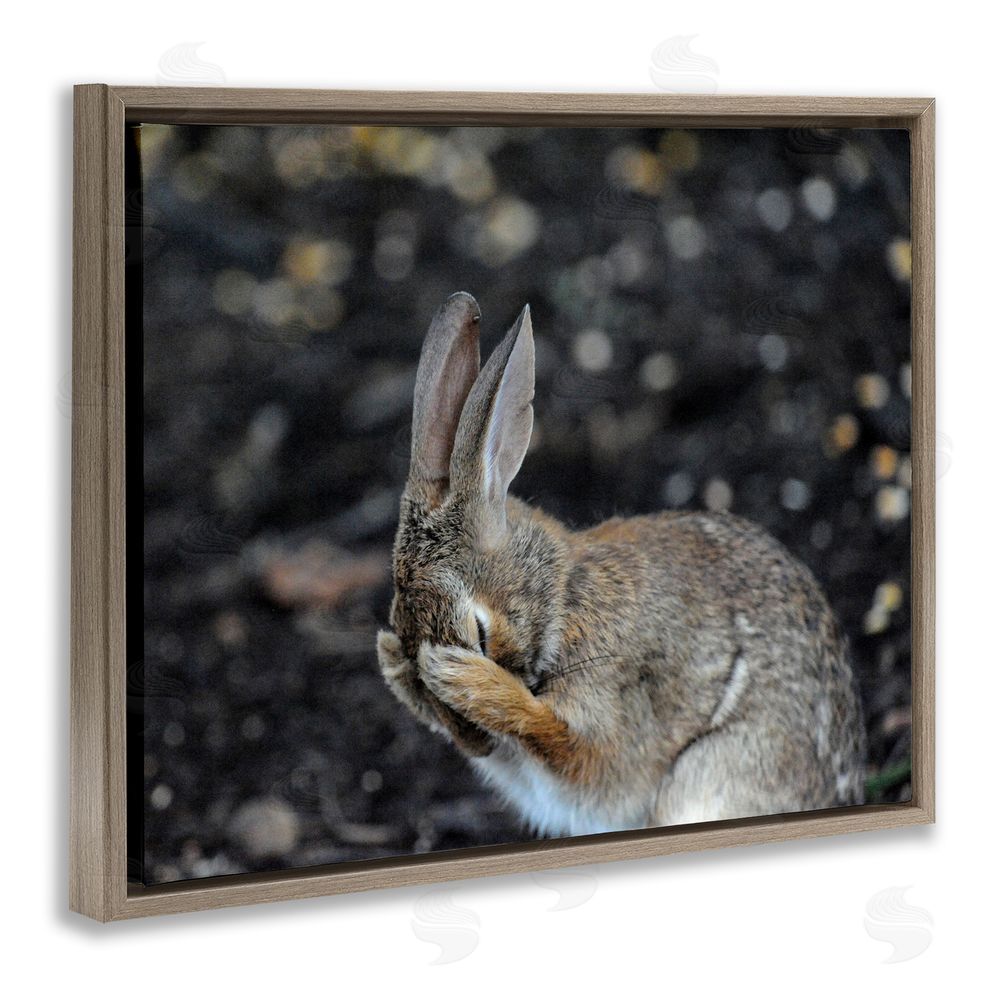 Daniel Friend Embarrassed Rabbit Photograph Brown Floating Frame Canvas Wall Art Print