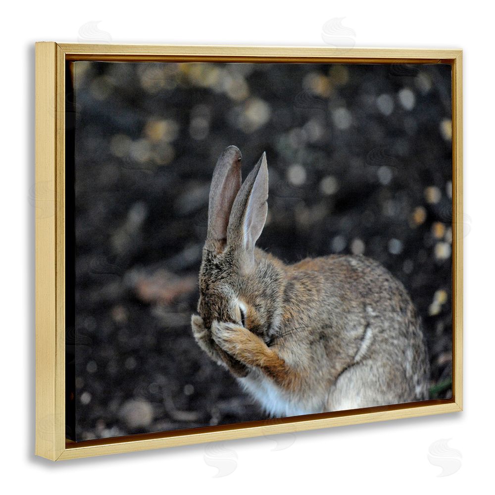 Daniel Friend Embarrassed Rabbit Photograph Gold Floating Frame Canvas Wall Art Print