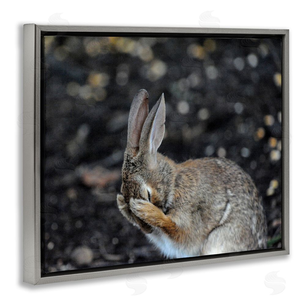 Daniel Friend Embarrassed Rabbit Photograph Grey Floating Frame Canvas Wall Art Print