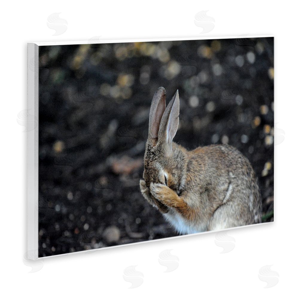 Daniel Friend Embarrassed Rabbit Photograph Wall Plaque Art Print
