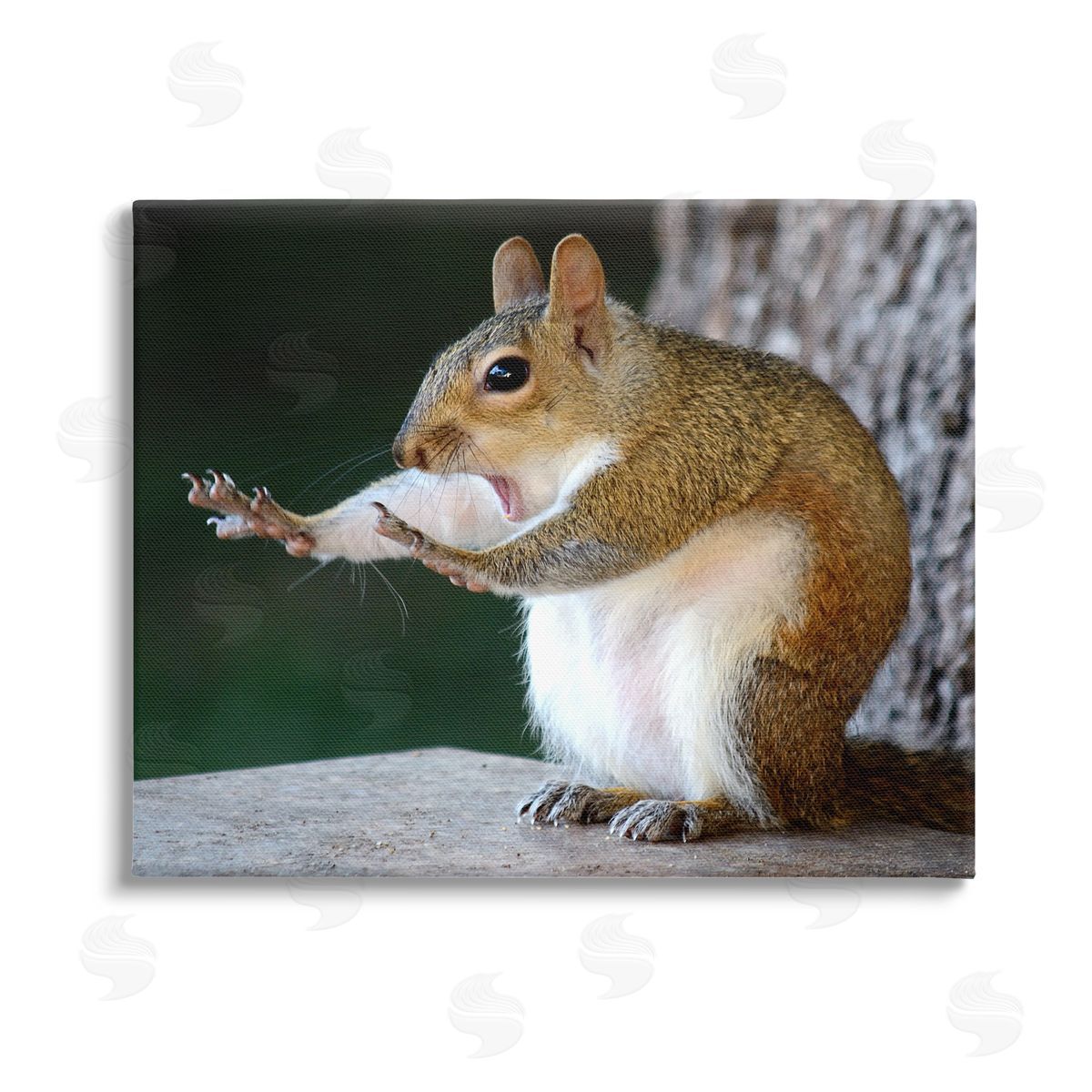 Mary McGowan Funny Shocked Pose Squirrel Stretched Canvas Wall Art Print