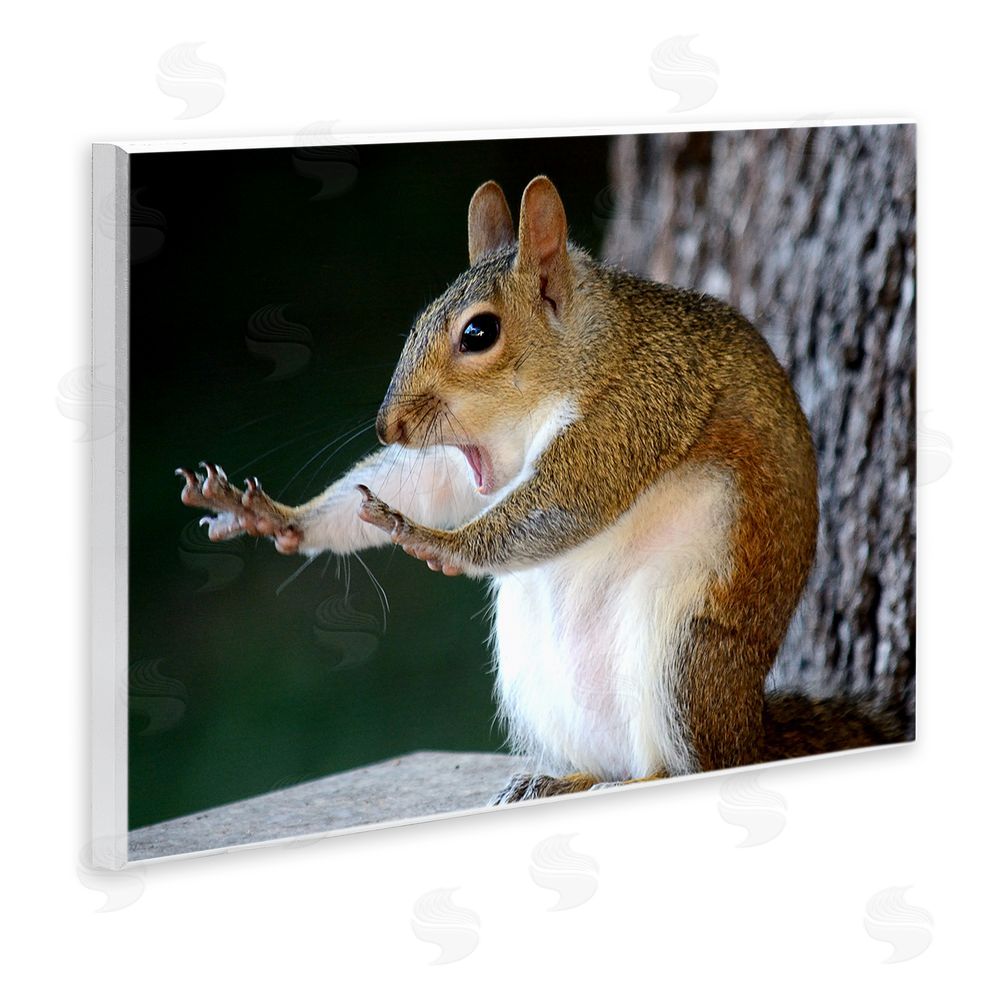 Mary McGowan Funny Shocked Pose Squirrel Wall Plaque Art Print