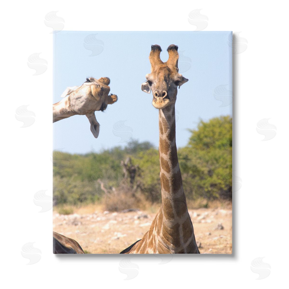 Brigitte Alcalay Marcon Funny Photobomb Giraffes Stretched Canvas Wall Art Print