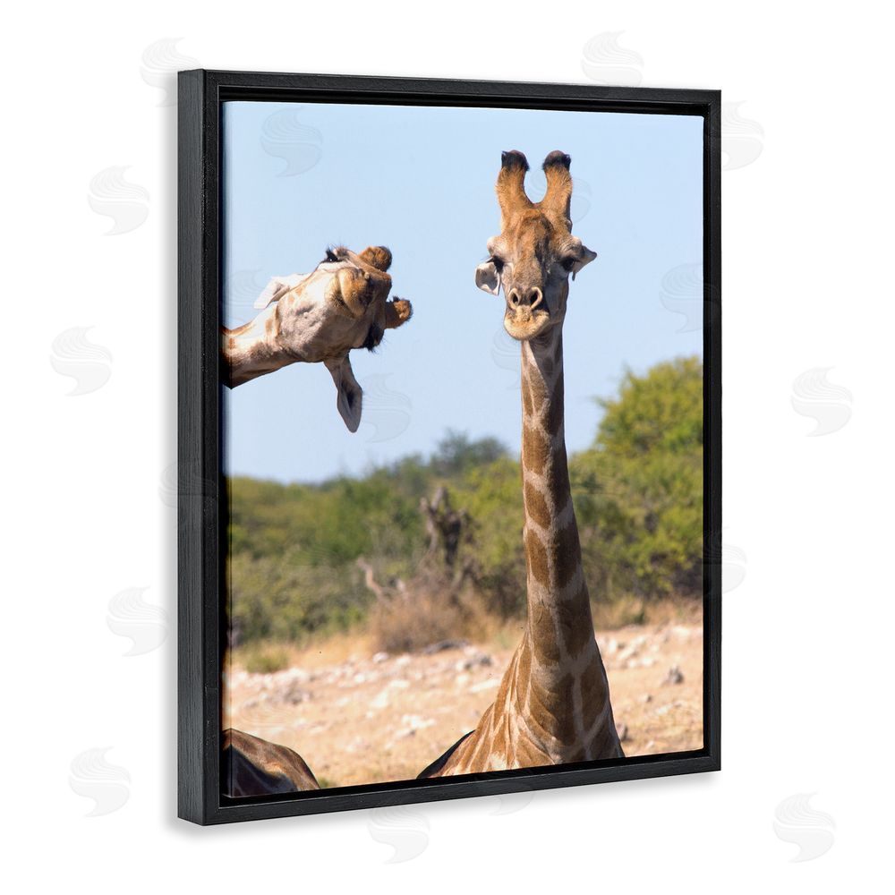 Brigitte Alcalay Marcon Funny Photobomb Giraffes Black Floating Frame Canvas Wall Art Print