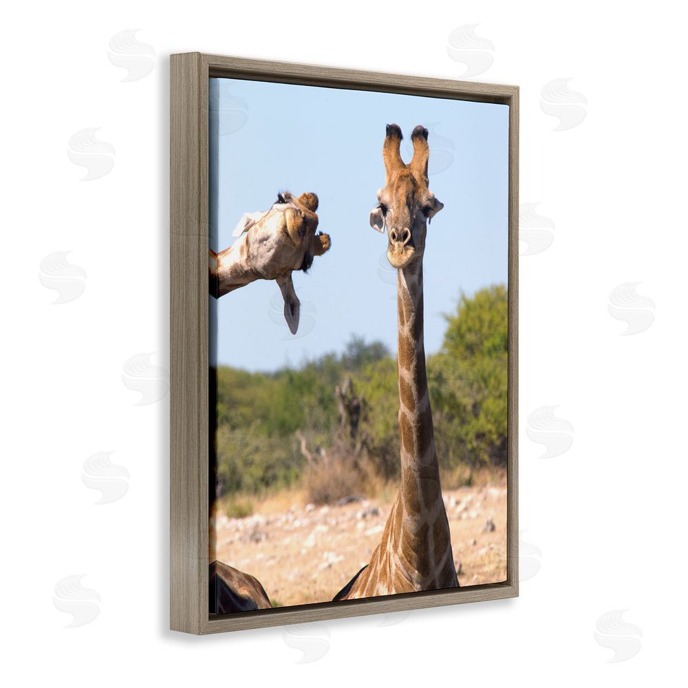 Brigitte Alcalay Marcon Funny Photobomb Giraffes Brown Floating Frame Canvas Wall Art Print