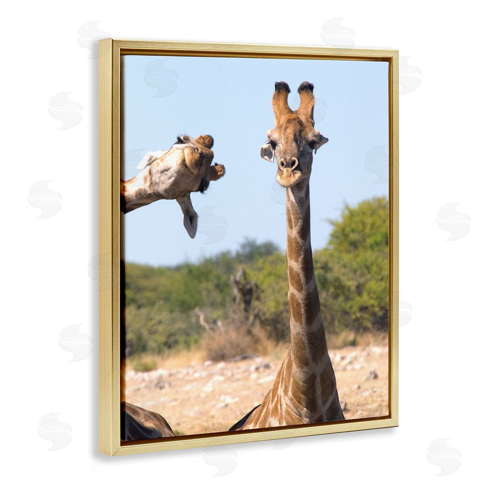 Brigitte Alcalay Marcon Funny Photobomb Giraffes Gold Floating Frame Canvas Wall Art Print