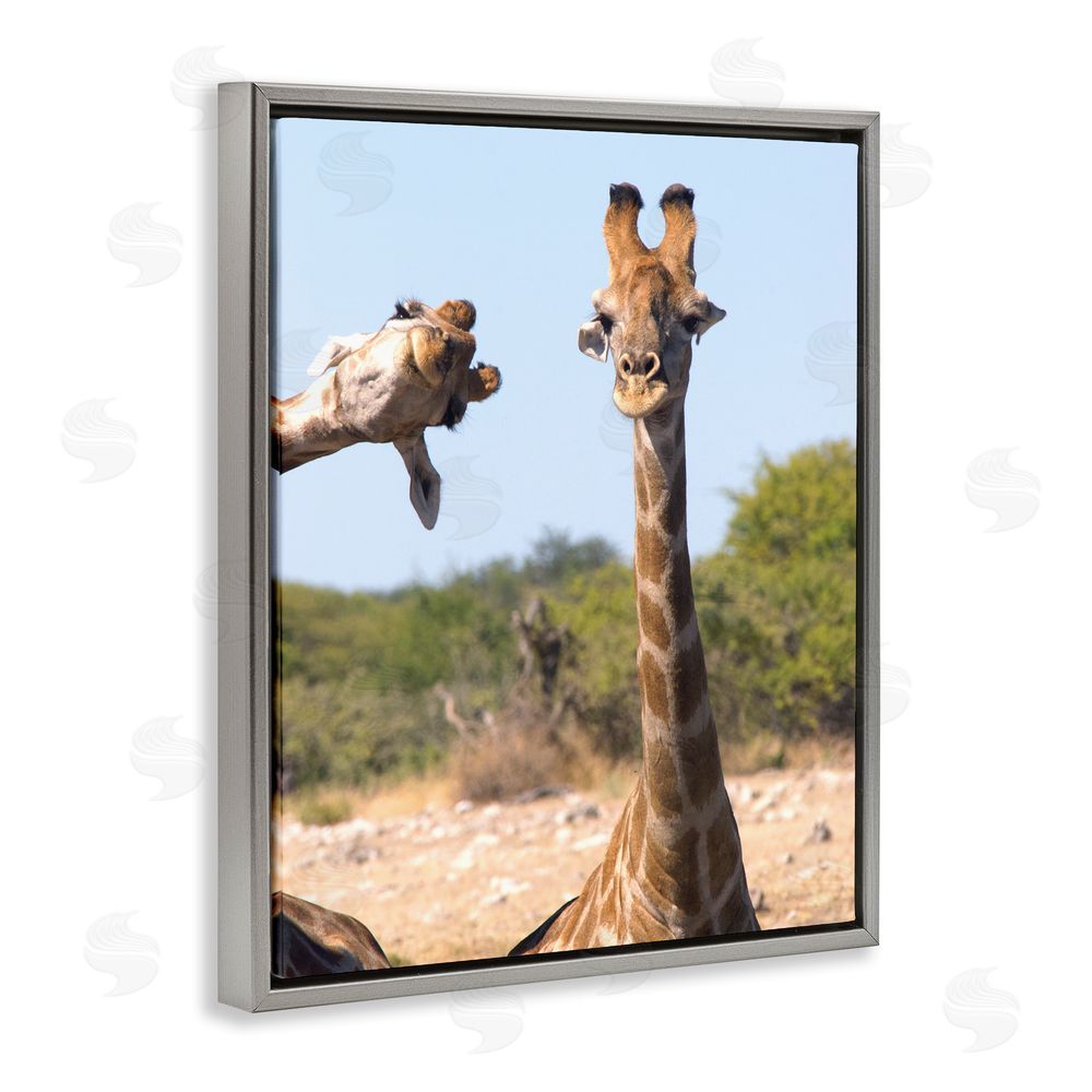 Brigitte Alcalay Marcon Funny Photobomb Giraffes Grey Floating Frame Canvas Wall Art Print