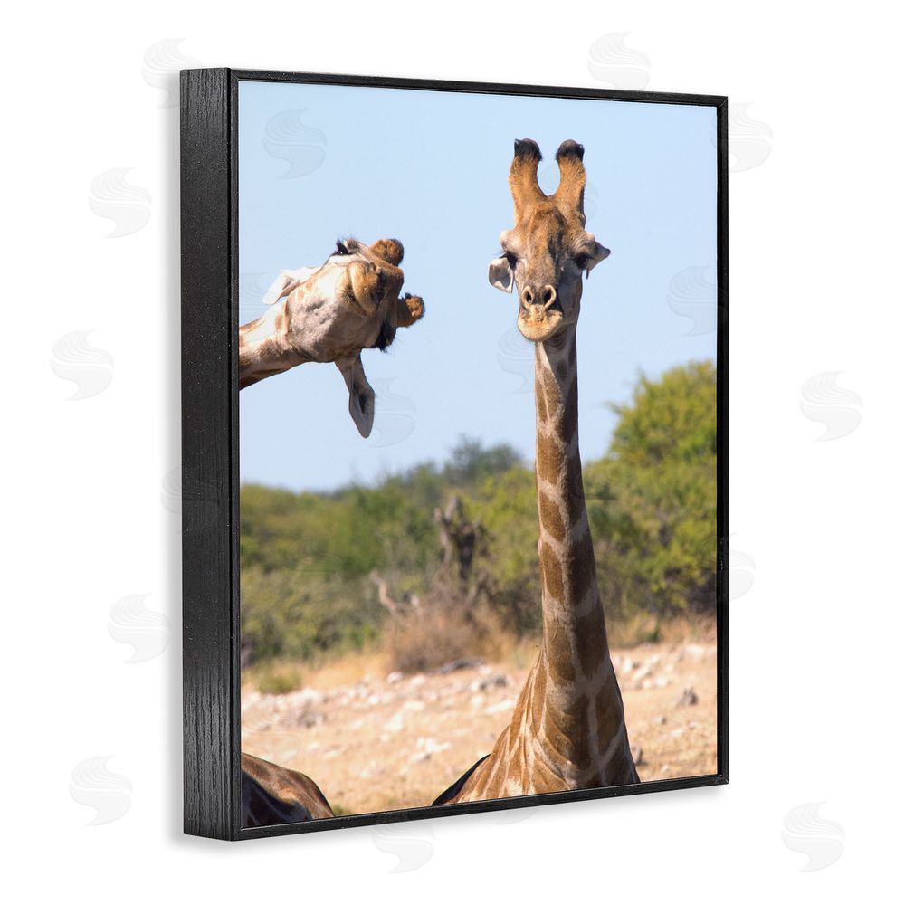 Brigitte Alcalay Marcon Funny Photobomb Giraffes Black Framed Giclee Wall Art Print