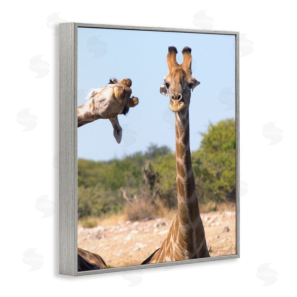 Brigitte Alcalay Marcon Funny Photobomb Giraffes Gray Framed Giclee Wall Art Print
