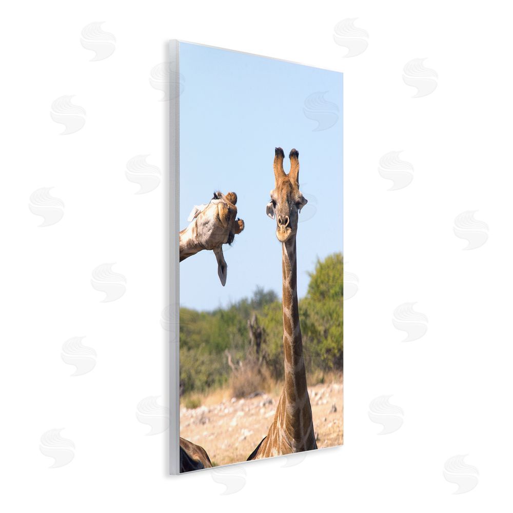 Brigitte Alcalay Marcon Funny Photobomb Giraffes Wall Plaque Art Print