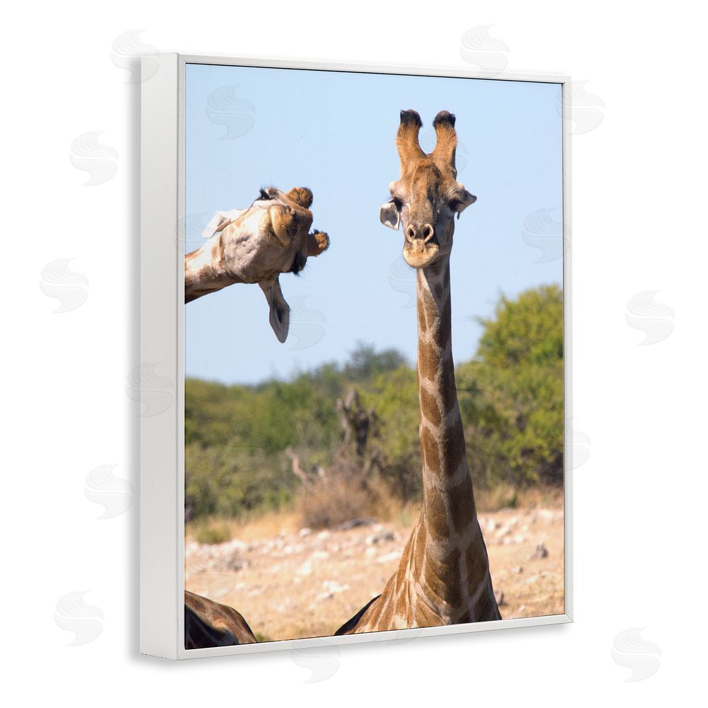 Brigitte Alcalay Marcon Funny Photobomb Giraffes White Framed Giclee Wall Art Print
