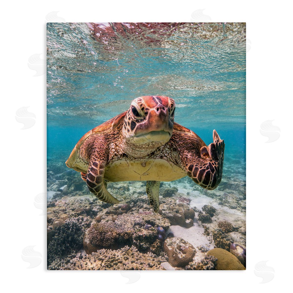 Mark Fitzpatrick Angry Turtle Middle Finger Stretched Canvas Wall Art Print