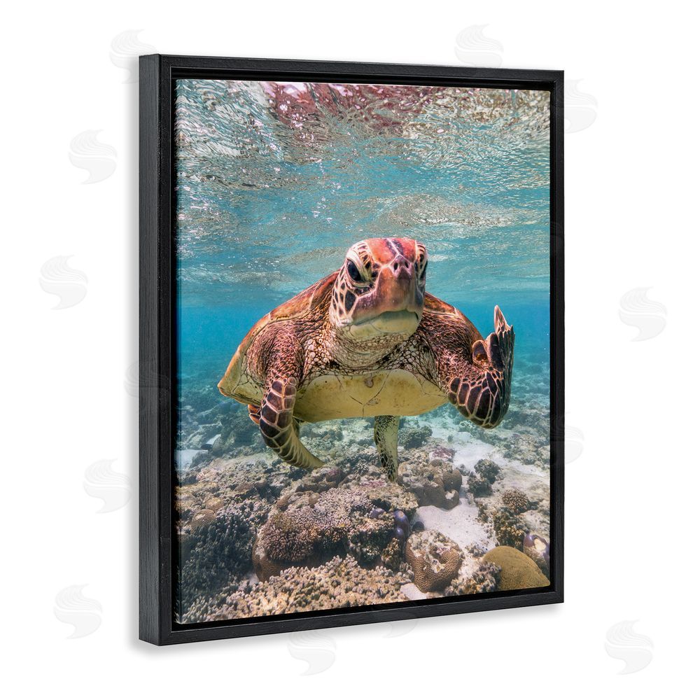 Mark Fitzpatrick Angry Turtle Middle Finger Black Floating Frame Canvas Wall Art Print