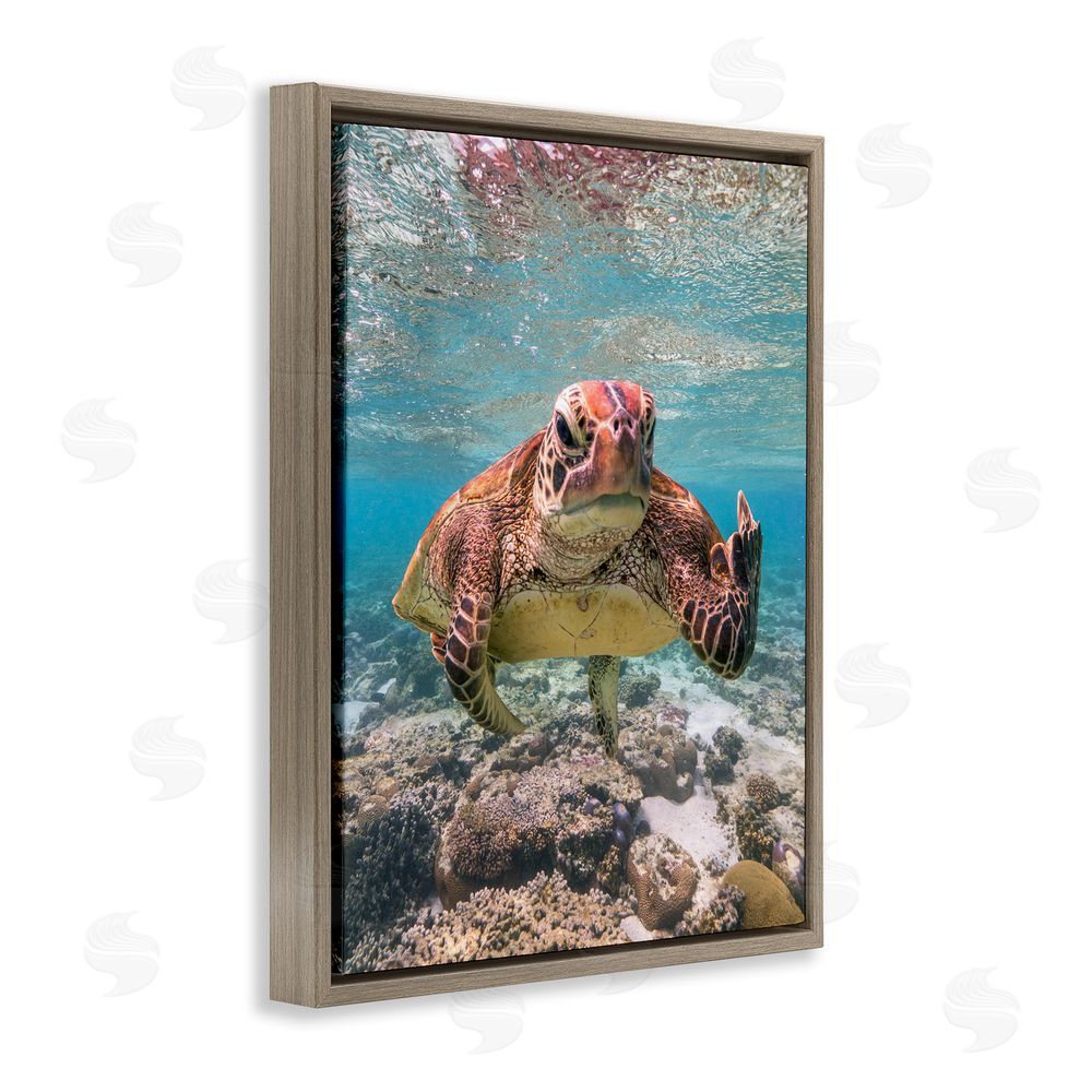 Mark Fitzpatrick Angry Turtle Middle Finger Brown Floating Frame Canvas Wall Art Print