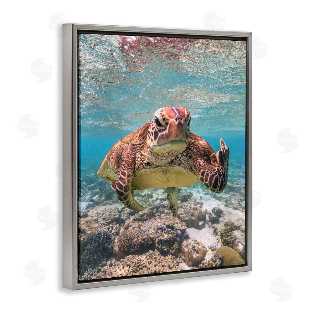 Mark Fitzpatrick Angry Turtle Middle Finger Grey Floating Frame Canvas Wall Art Print