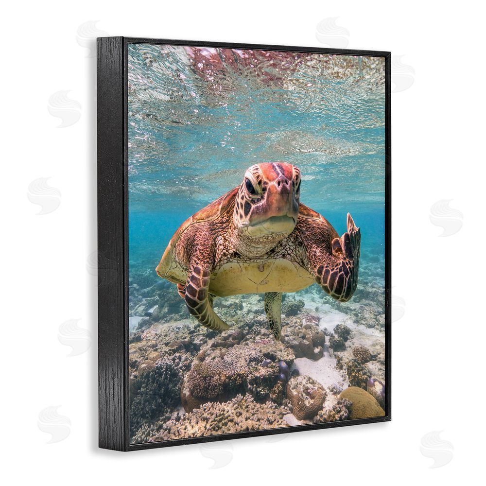 Mark Fitzpatrick Angry Turtle Middle Finger Black Framed Giclee Wall Art Print
