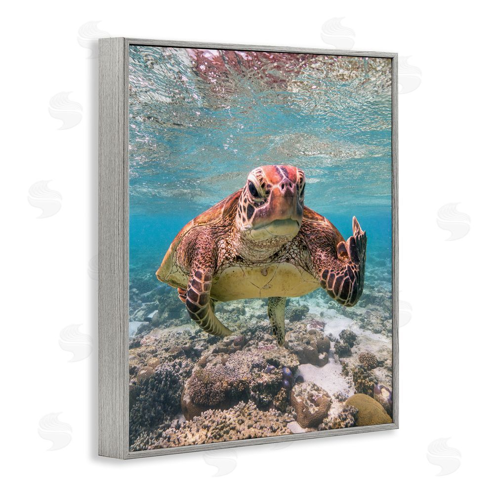 Mark Fitzpatrick Angry Turtle Middle Finger Gray Framed Giclee Wall Art Print