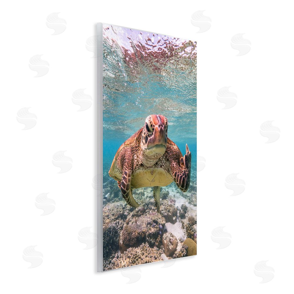 Mark Fitzpatrick Angry Turtle Middle Finger Wall Plaque Art Print