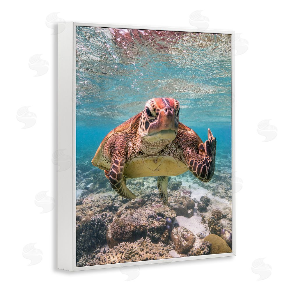 Mark Fitzpatrick Angry Turtle Middle Finger White Framed Giclee Wall Art Print