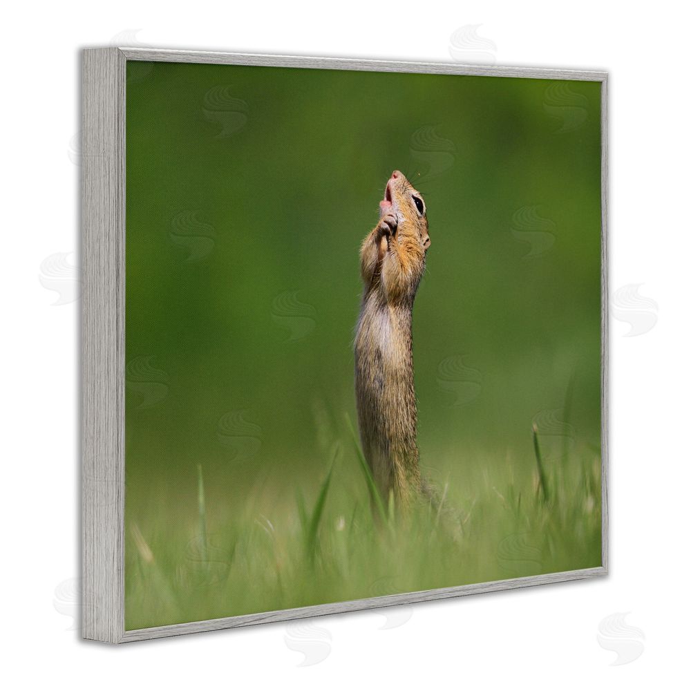 Roland Kranitz O Sole Mio Funny Animal Gray Framed Giclee Wall Art Print