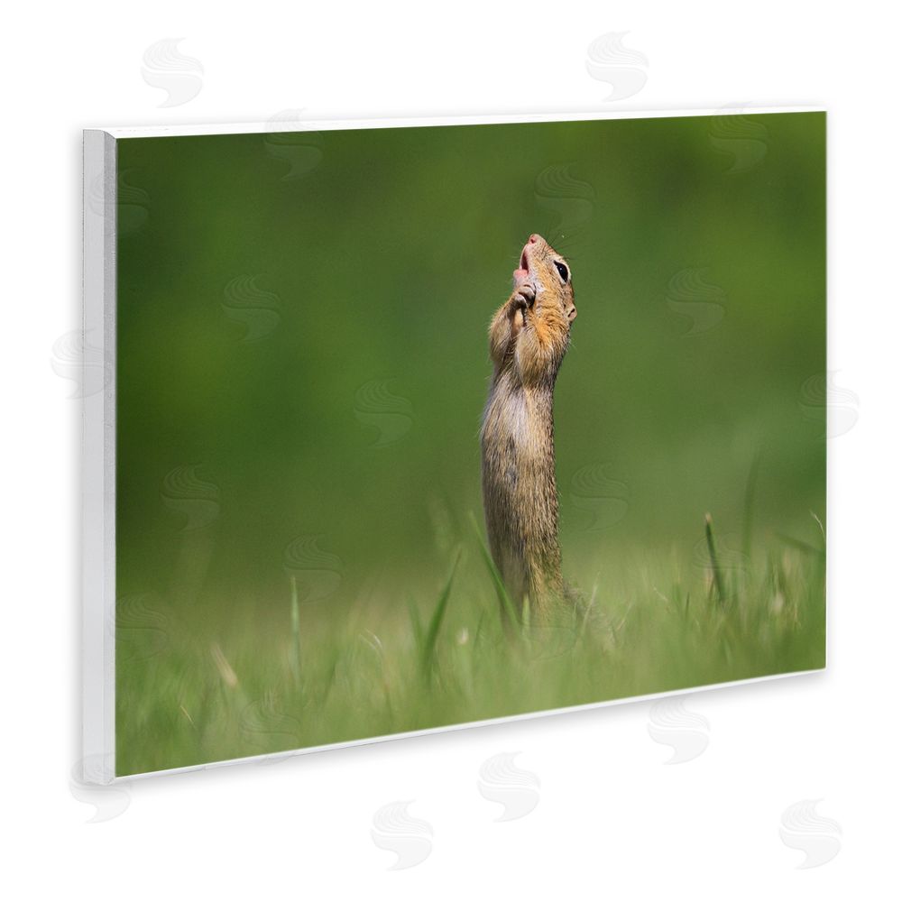 Roland Kranitz O Sole Mio Funny Animal Wall Plaque Art Print