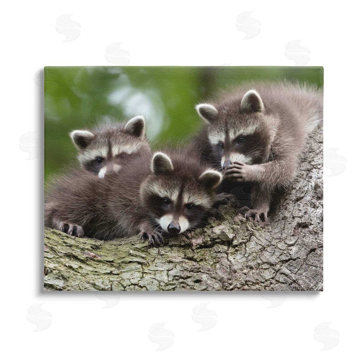 Jan Piecha Raccoon Babies in Tree Stretched Canvas Wall Art Print