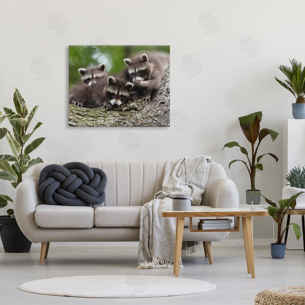 Jan Piecha Raccoon Babies in Tree Canvas Wall Art Print in Room