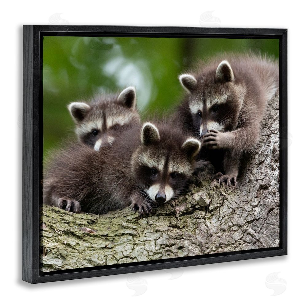 Jan Piecha Raccoon Babies in Tree Black Floating Frame Canvas Wall Art Print