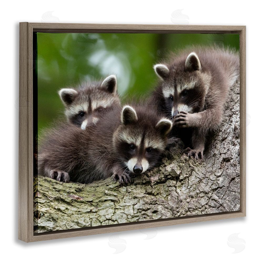 Jan Piecha Raccoon Babies in Tree Brown Floating Frame Canvas Wall Art Print