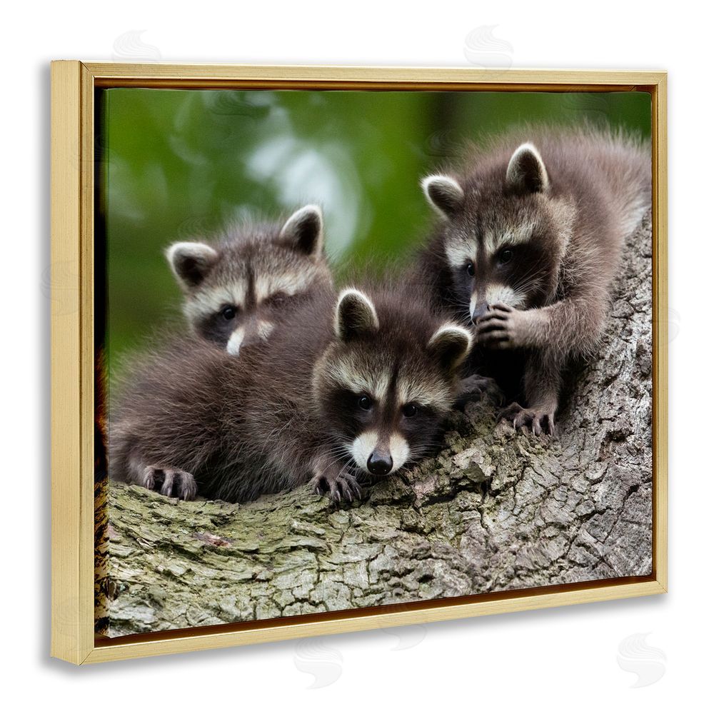 Jan Piecha Raccoon Babies in Tree Gold Floating Frame Canvas Wall Art Print