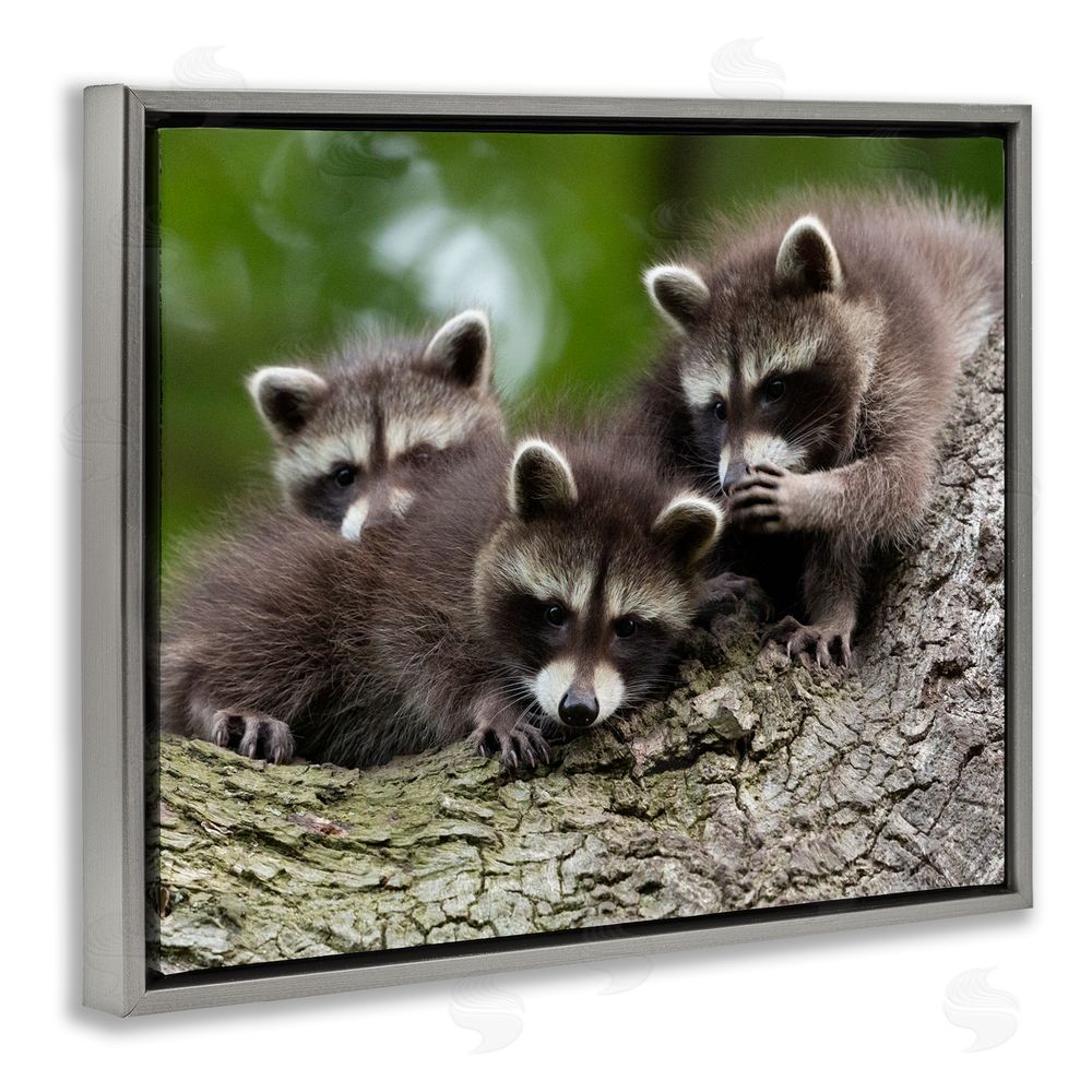 Jan Piecha Raccoon Babies in Tree Grey Floating Frame Canvas Wall Art Print