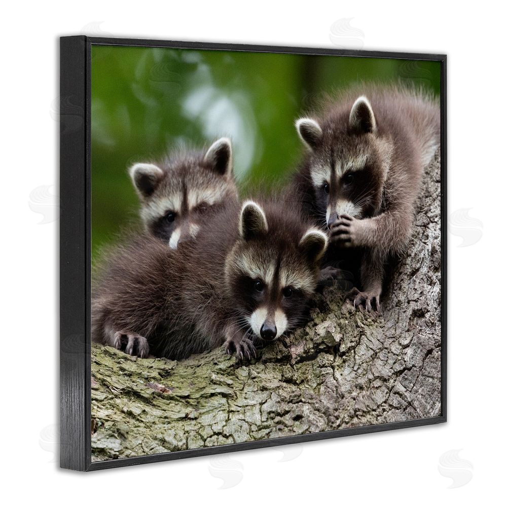Jan Piecha Raccoon Babies in Tree Black Framed Giclee Wall Art Print