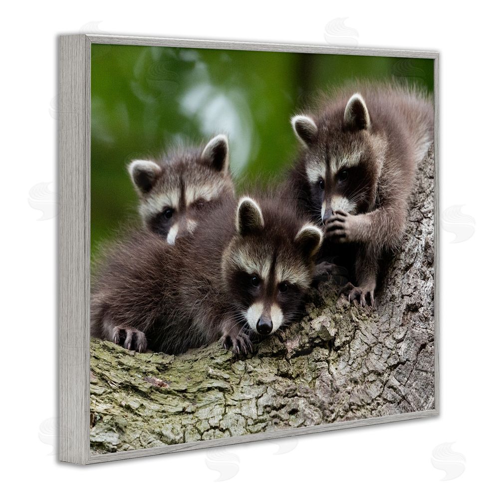 Jan Piecha Raccoon Babies in Tree Gray Framed Giclee Wall Art Print