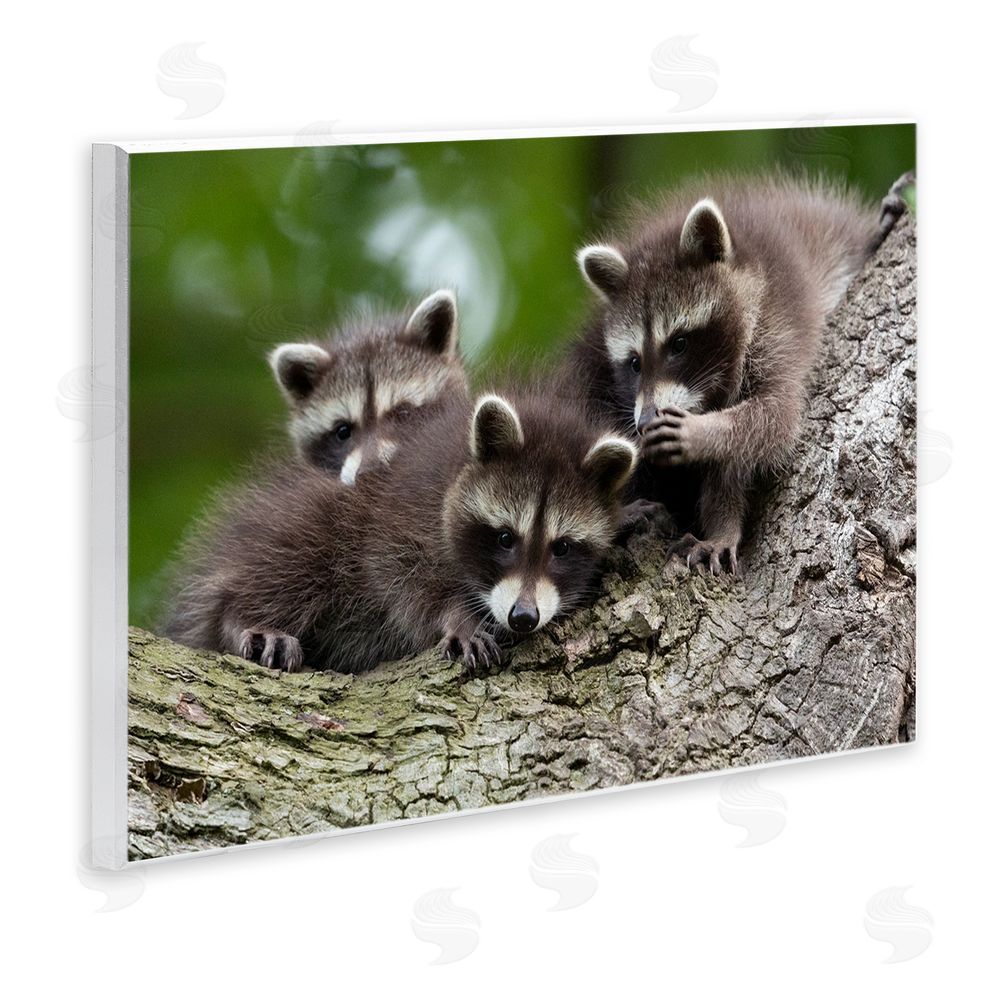 Jan Piecha Raccoon Babies in Tree Wall Plaque Art Print