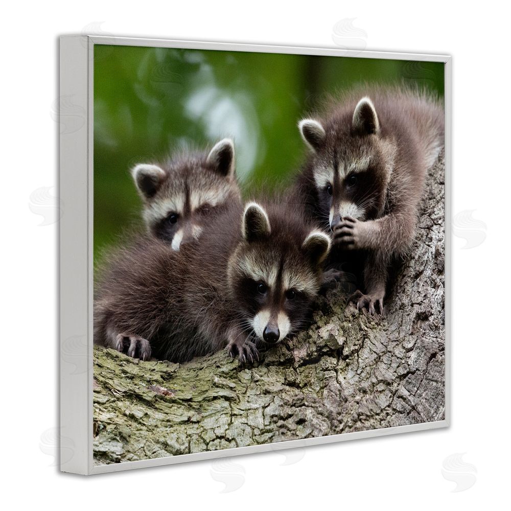 Jan Piecha Raccoon Babies in Tree White Framed Giclee Wall Art Print