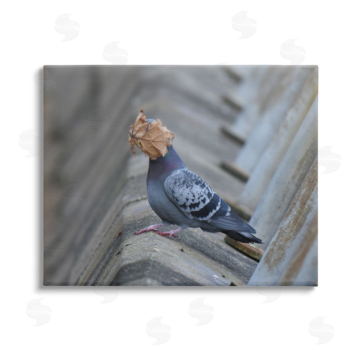 John Speirs Funny Leaf in Pigeon's Face Stretched Canvas Wall Art Print