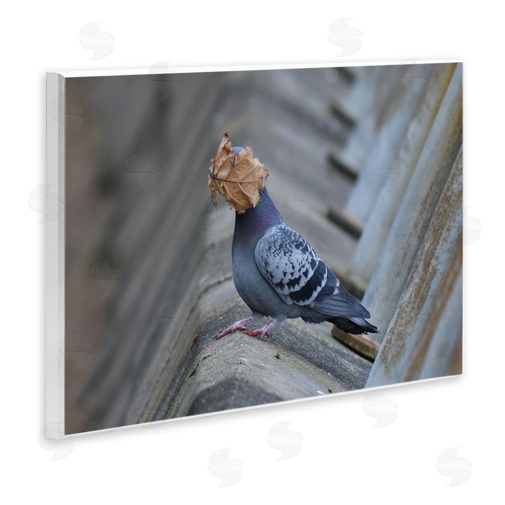 John Speirs Funny Leaf in Pigeon's Face Wall Plaque Art Print