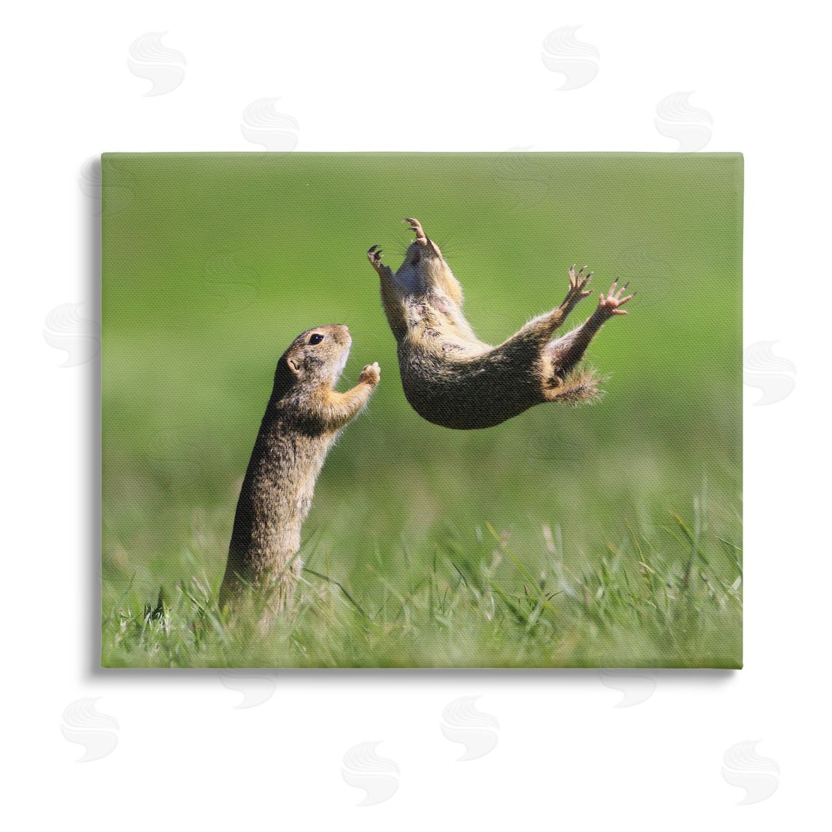 Roland Kranitz Prairie Dogs Photography Stretched Canvas Wall Art Print
