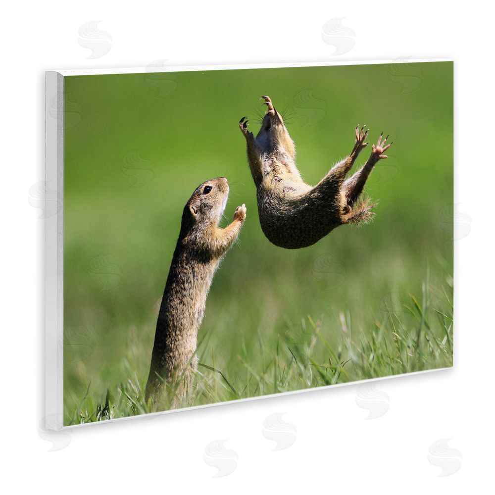 Roland Kranitz Prairie Dogs Photography Wall Plaque Art Print