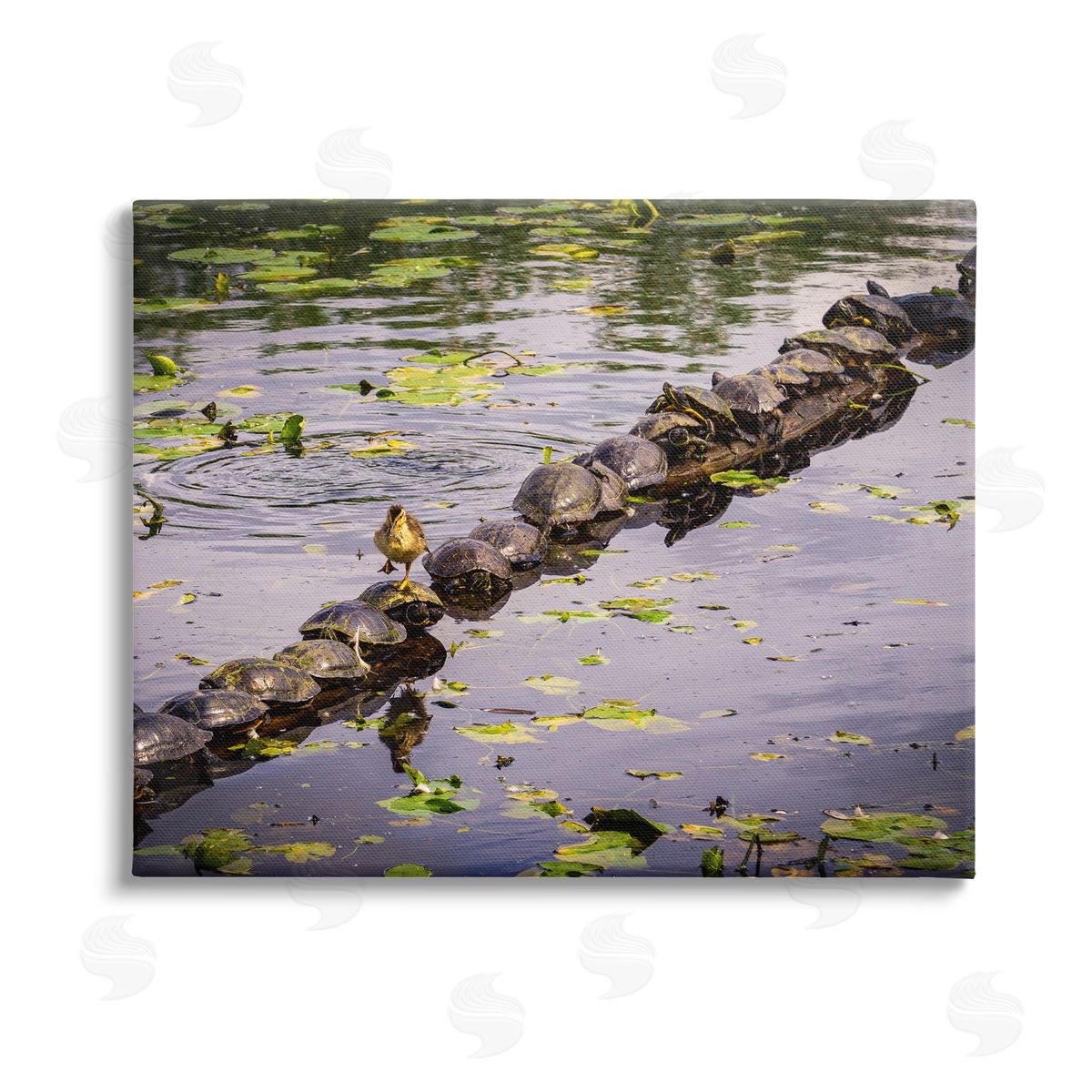 Ryan Sims Bird on Turtle Backs Stretched Canvas Wall Art Print