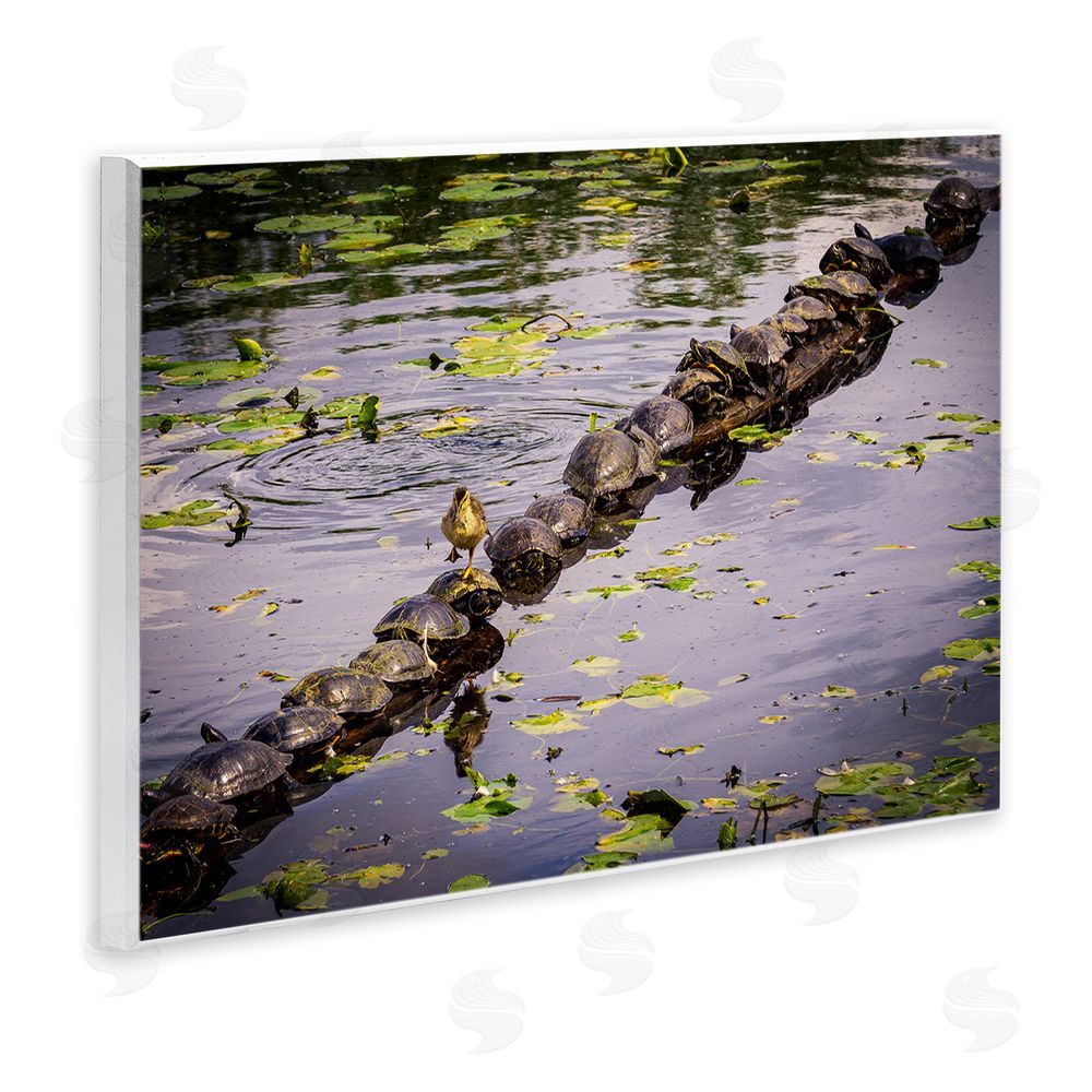 Ryan Sims Bird on Turtle Backs Wall Plaque Art Print