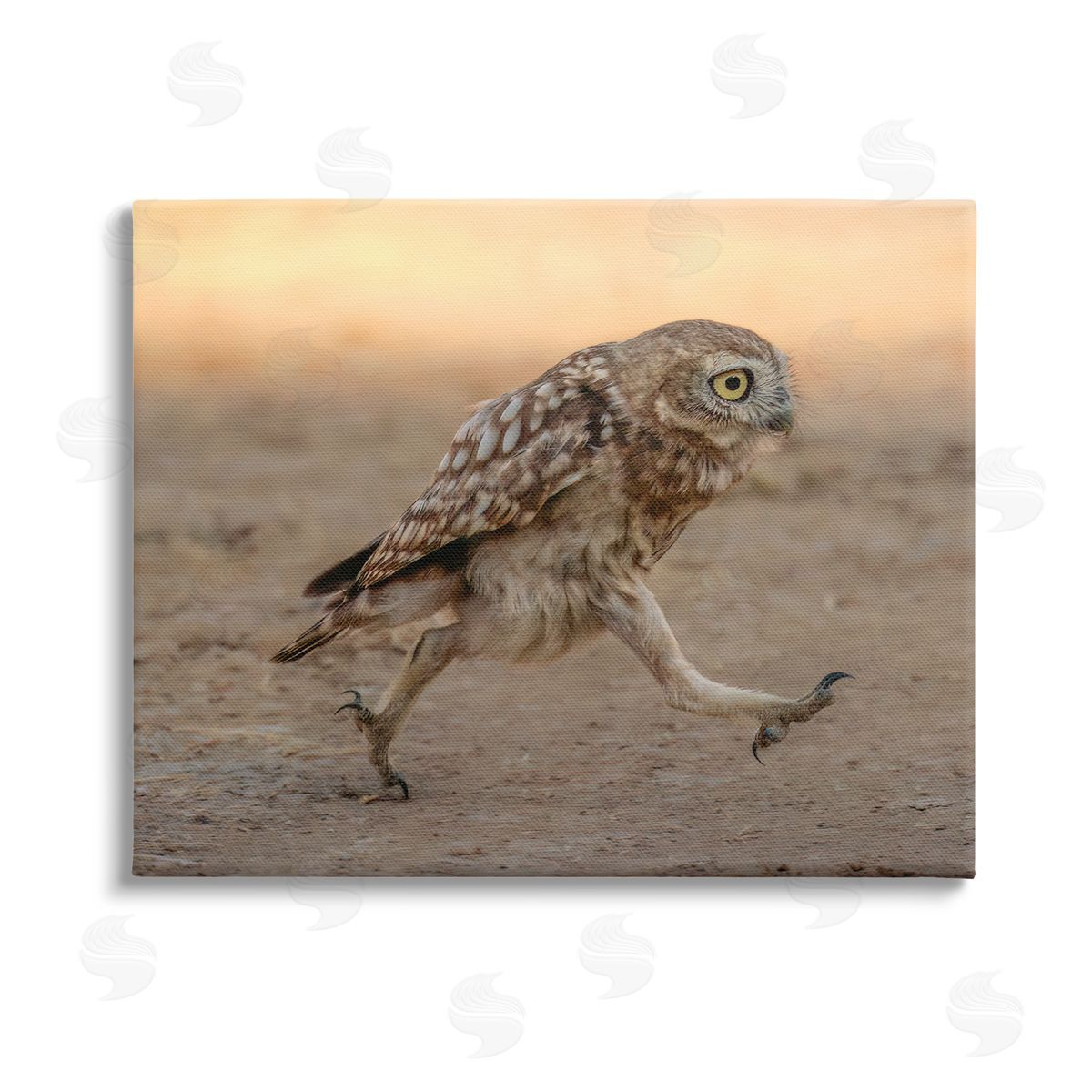Shuli Greenstein Rushing Little Owl Stretched Canvas Wall Art Print